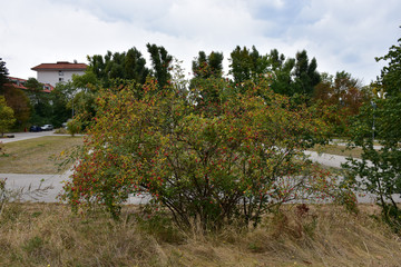 Fototapeta na wymiar Ornamental shrub with red fruits in the park