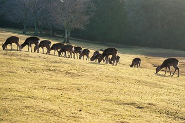 Fototapeta na wymiar Nara,Japan-February 24, 2020: Deer at Tobihino at Nara Park in the morning