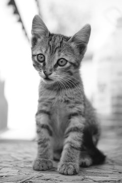 Lovely tabby kitten portrait. Cute grey cat sitting outdoor. BW photo