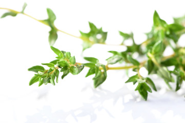 abstract thyme twigs macro isolated on white  background 