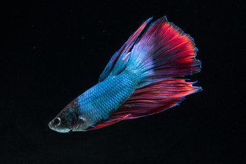 Blue Red Betta fish in the aquarium