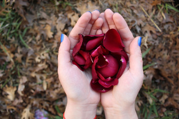 Pétalos de rosa