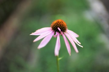 Echinacea flower grows in the green garden, closeup