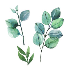 Watercolor hand painted botanical spring leaves and branches illustration isolated on white background