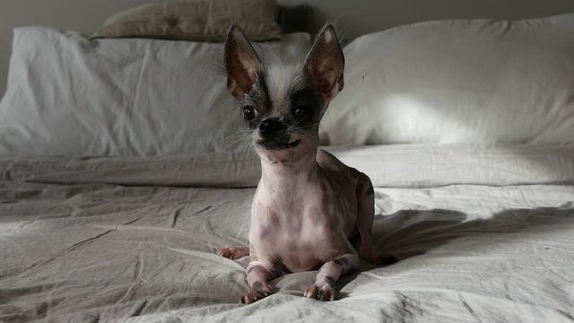 The ugliest naked and dwarf dog