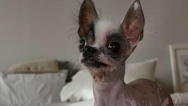 The ugliest naked and dwarf dog