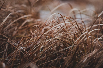 Dry yellow grass macro close up background. Natural texture