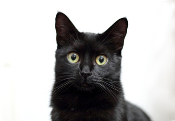 Adorable black cat portrait