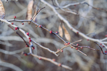 Last year's berries on tree branches in early spring.