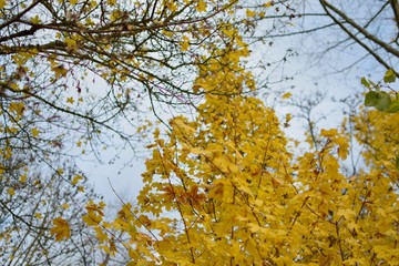 Yellow Tree in Autumn/Fall