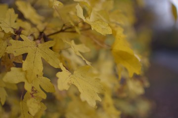 Yellow leaf Bokeh autumn fall