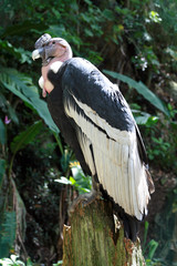 stork in the nest, condor andino