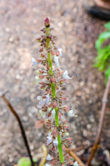 Blossoms Of Thick Leaf Thyme