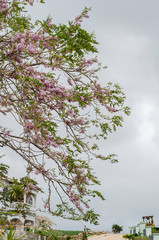 Gliricidia Sepium Branches With Flowers