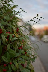 bokeh of a bush with red fruits