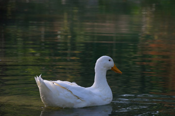 The ducks swimming on the ponds. Birds and animals in wildlife concept.
