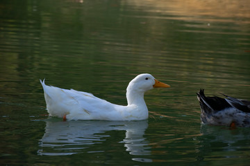 The ducks swimming on the ponds. Birds and animals in wildlife concept.