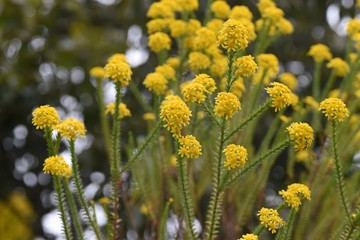 Euryops virgineus 'Golden clacker' is an evergreen shrub of the Asteraceae family, and the bright yellow florets are very gorgeous.