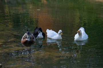 The ducks swimming on the ponds. Birds and animals in wildlife concept.