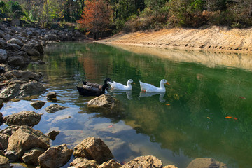 The ducks swimming on the ponds. Birds and animals in wildlife concept.