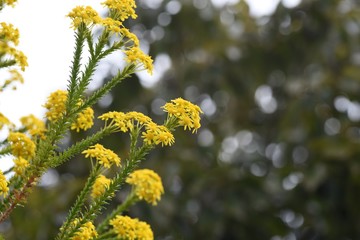 Euryops virgineus 'Golden clacker' is an evergreen shrub of the Asteraceae family, and the bright yellow florets are very gorgeous.