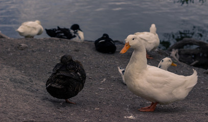 ducks on the beach