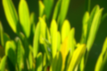 Fototapeta na wymiar green and yellow colour leaves blur backgrounds
