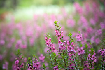 Naklejka premium The background image of the colorful flowers