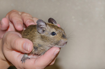 Squirrel Degu on female hands feels calm. Pets at home.