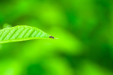 Scouting Ant Take Look Out / Single little ant on tip of green leaf view down to depth (copy space)