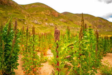 Red Quinoa Plant in Crop with Mountains Surrounded in the Background in a Cloudy Day in Oruro, Bolivia