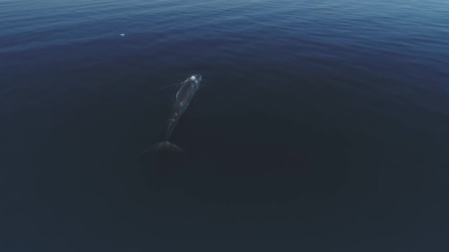 Aerial video of a finback whale on the sea of cortez, Mexico.