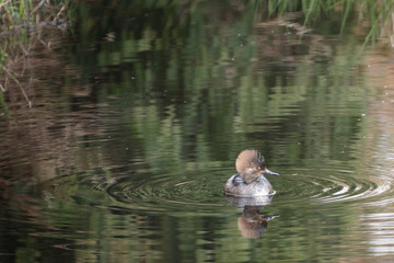 2020-02-28 A YOUNG HOODED MERGANER DUCK ON PHANTOM LAKE IN BELLEVUE WASHINGTON