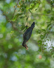 The Asian Glossy Starling (Aplonis panayensis) on a tree is a species of starling in the family Sturnidae. They often move in large groups and are considered one of the noisiest species of birds.