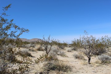 Fototapeta premium Another benefit provided by indigenous plants is water conservation. Through specific climate adaptation, their need for additional moisture is minimal, like these Southern Mojave Desert natives.