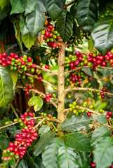 Red and Green Organic Coffee Fruits On Branches in Jardin, Antioquia / Colombia