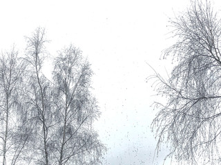 Trees  in winter