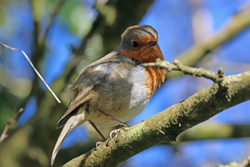 robin perched on a branch