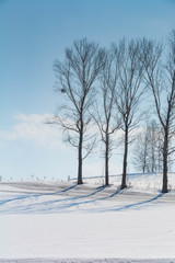 雪の畑と冬木立
