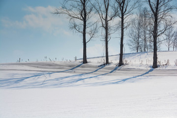 Fototapeta na wymiar 雪の畑と冬木立