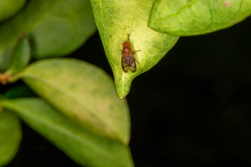 Macro photograph of a Lauxaniidae insect perched on a leaf.