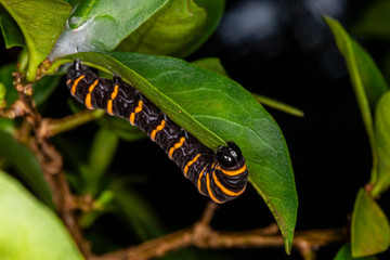 Methona themisto caterpillar eating leaves.