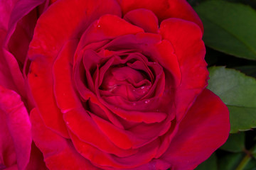 Red rose flower bloom on a black background