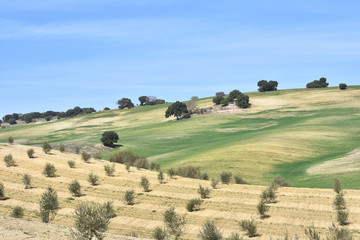 Obraz premium It's almost spring in the Andalusian countryside, with olive trees, holm oaks and first cultivated cereal sprouts
