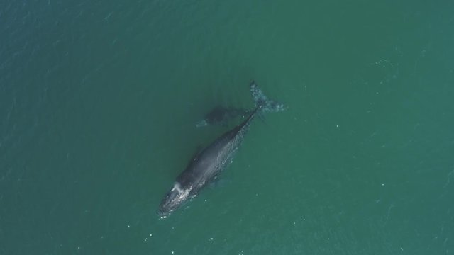 Humpback whale playing and breaching with calf.