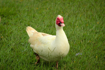 chicken on green grass