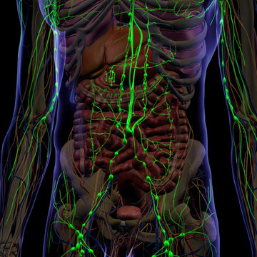 Lymphatic System Internal Anatomy in Male Body on Black