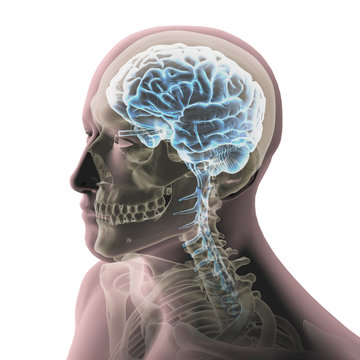 Man's Head with Skull and Brain on White Background