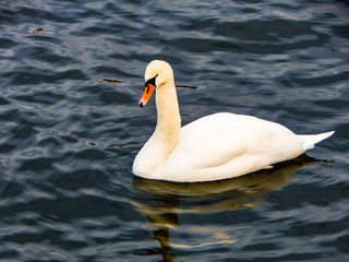 swan on lake