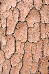 Close-up shot of Red pine bark